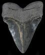 Massive Megalodon Tooth - South Carolina #37352-2